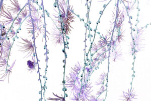 Mehr über den Artikel erfahren Kerstin Hehmann „no country for old trees“ Opening am 10. Mai 2025 um 16 Uhr