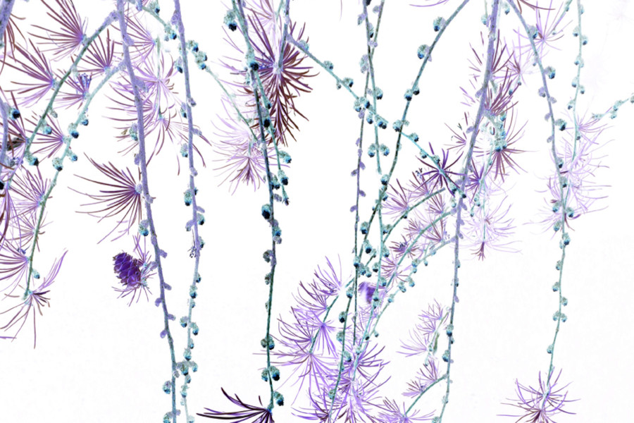Du betrachtest gerade Kerstin Hehmann „no country for old trees“ Opening am 10. Mai 2025 um 16 Uhr